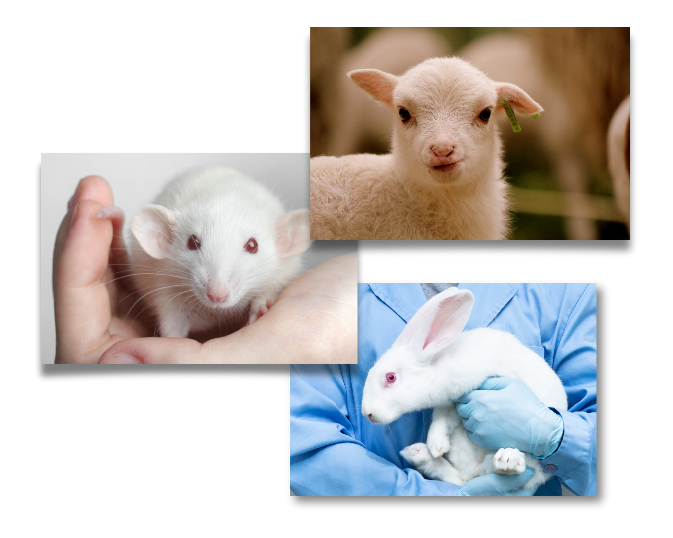 imagen alusiva de animales para experimentación